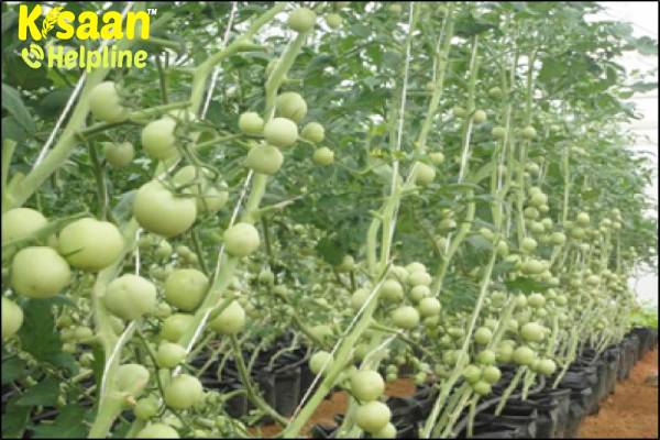 Tinda/Squash melon (टिंडा)